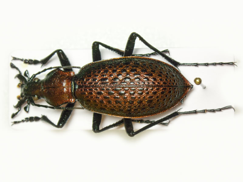 Carabus smaragdinus zhongtiaoshanus Imura & Yamaya, 1994